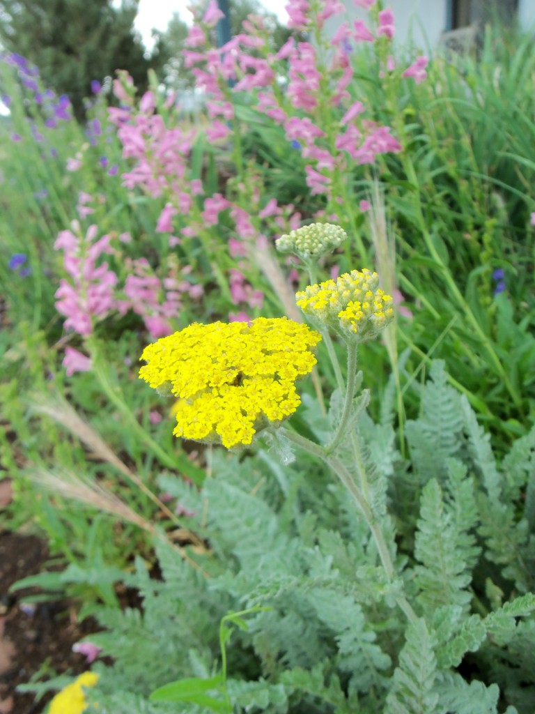 Yarrow