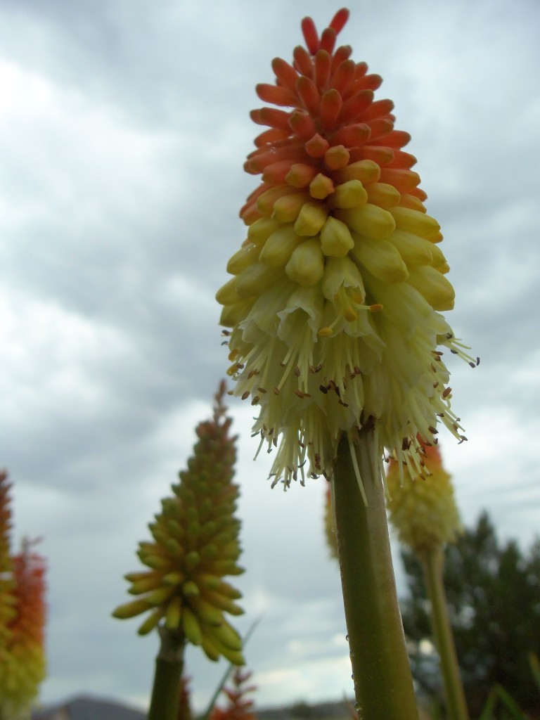 Red Hot Poker