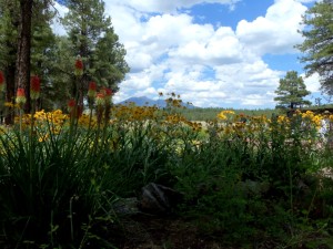 Arboretum at Flagstaff