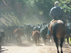 Cattle round-up