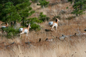 Robinson Crater Hike: Pronghorn