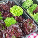 Fresh lettuce for sale at the Farmers' Market